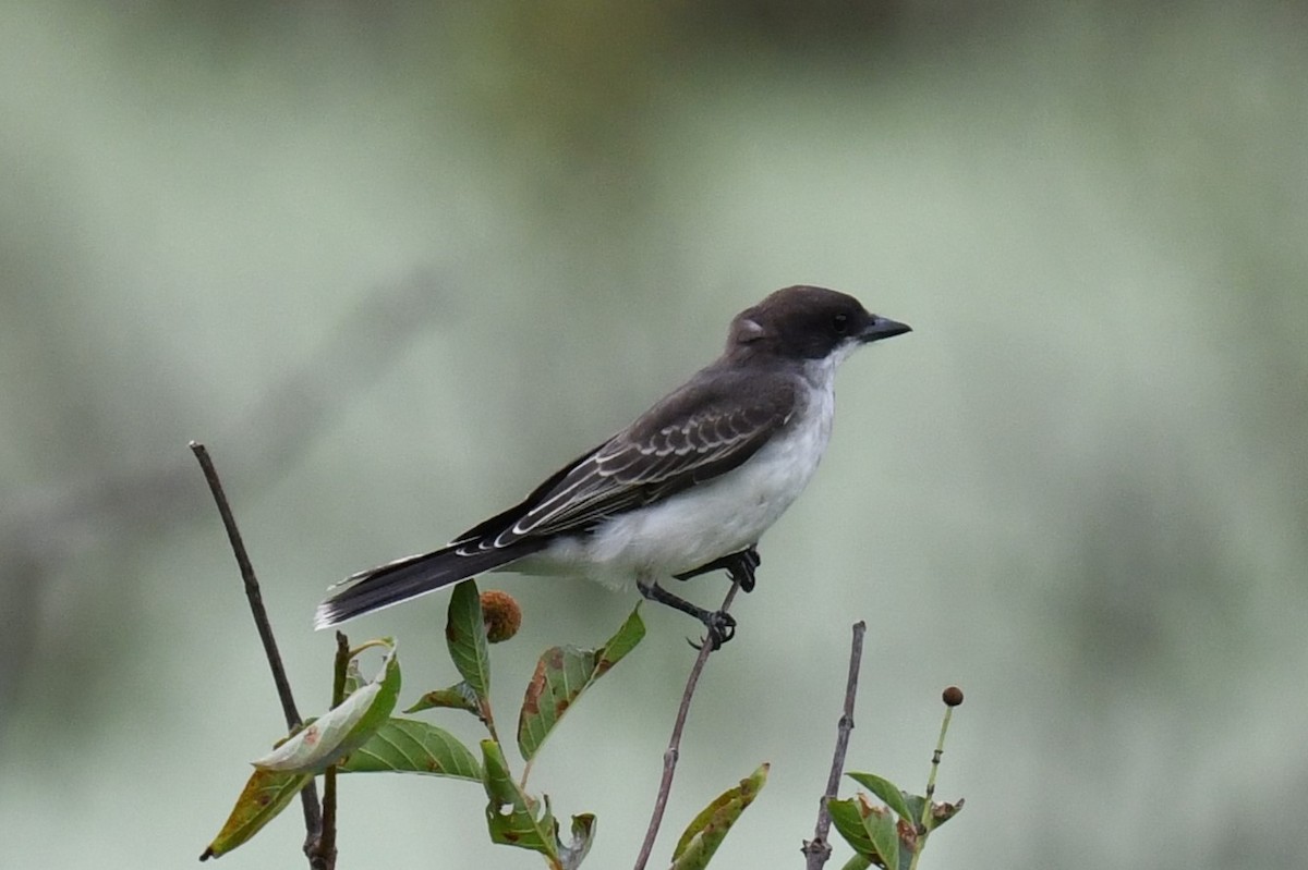 Eastern Kingbird - ML622104097