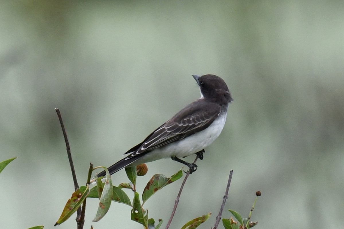 Eastern Kingbird - ML622104098