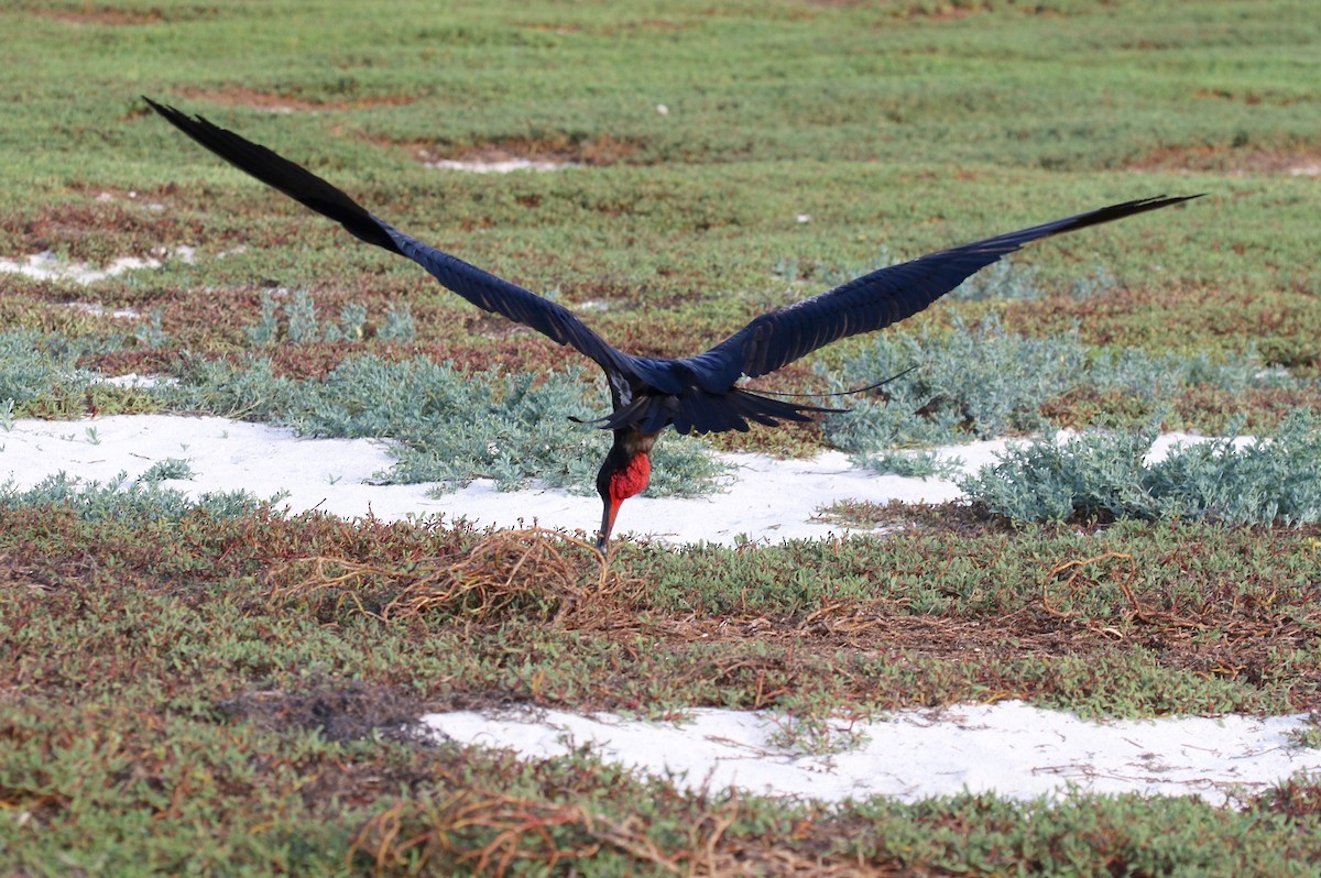 Great Frigatebird - ML622104099