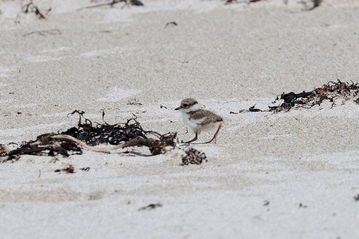 Common Ringed Plover - Seán Holland