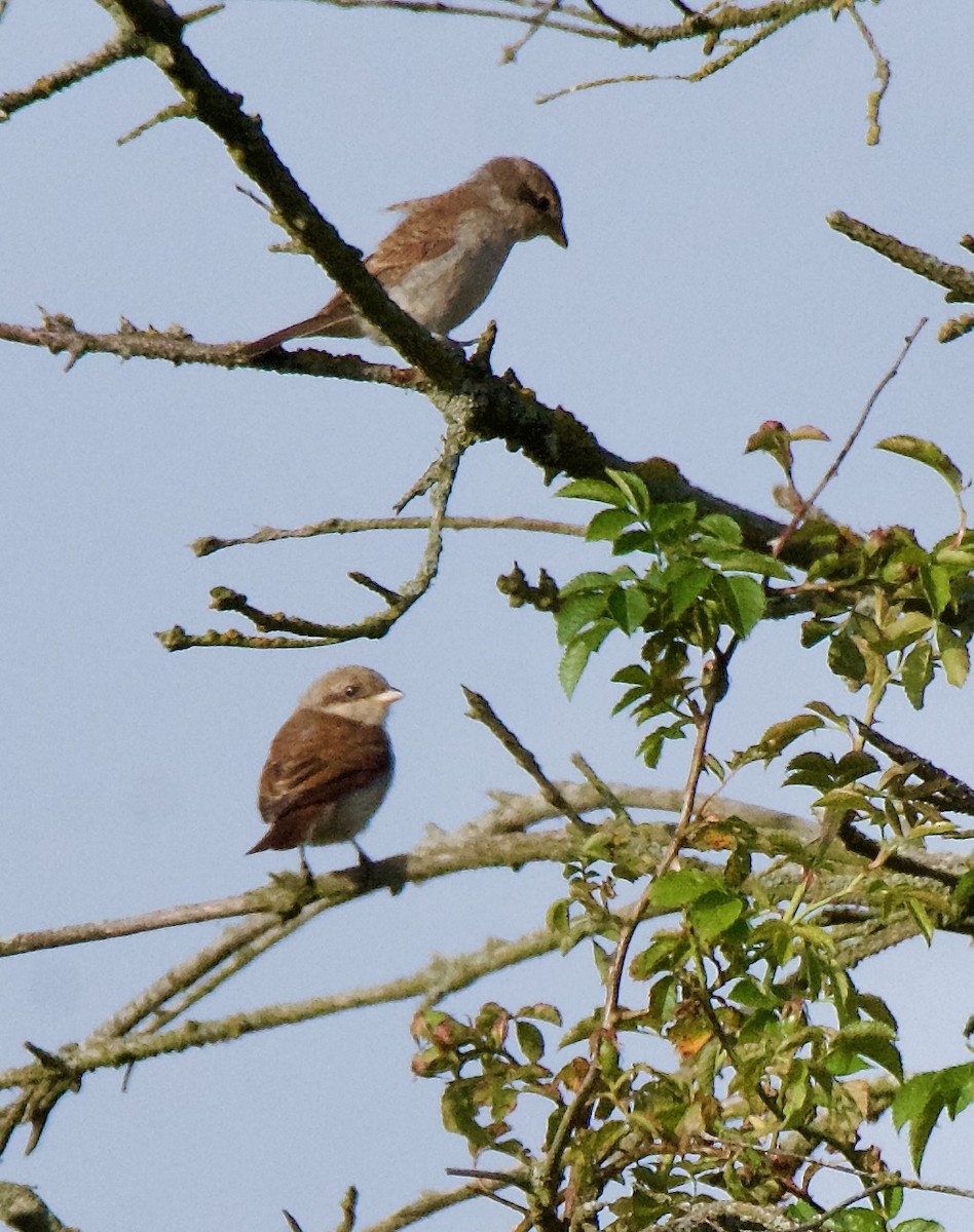 Red-backed Shrike - Trey Rogers