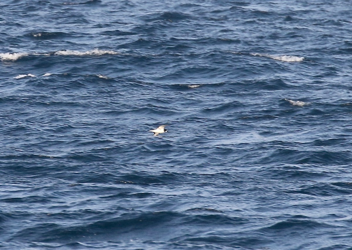 Galapagos Petrel - Sandy Vorpahl