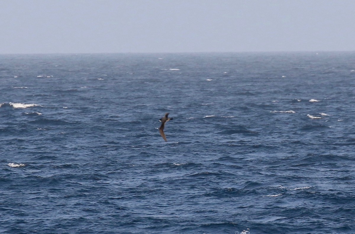 Galapagos Petrel - Sandy Vorpahl