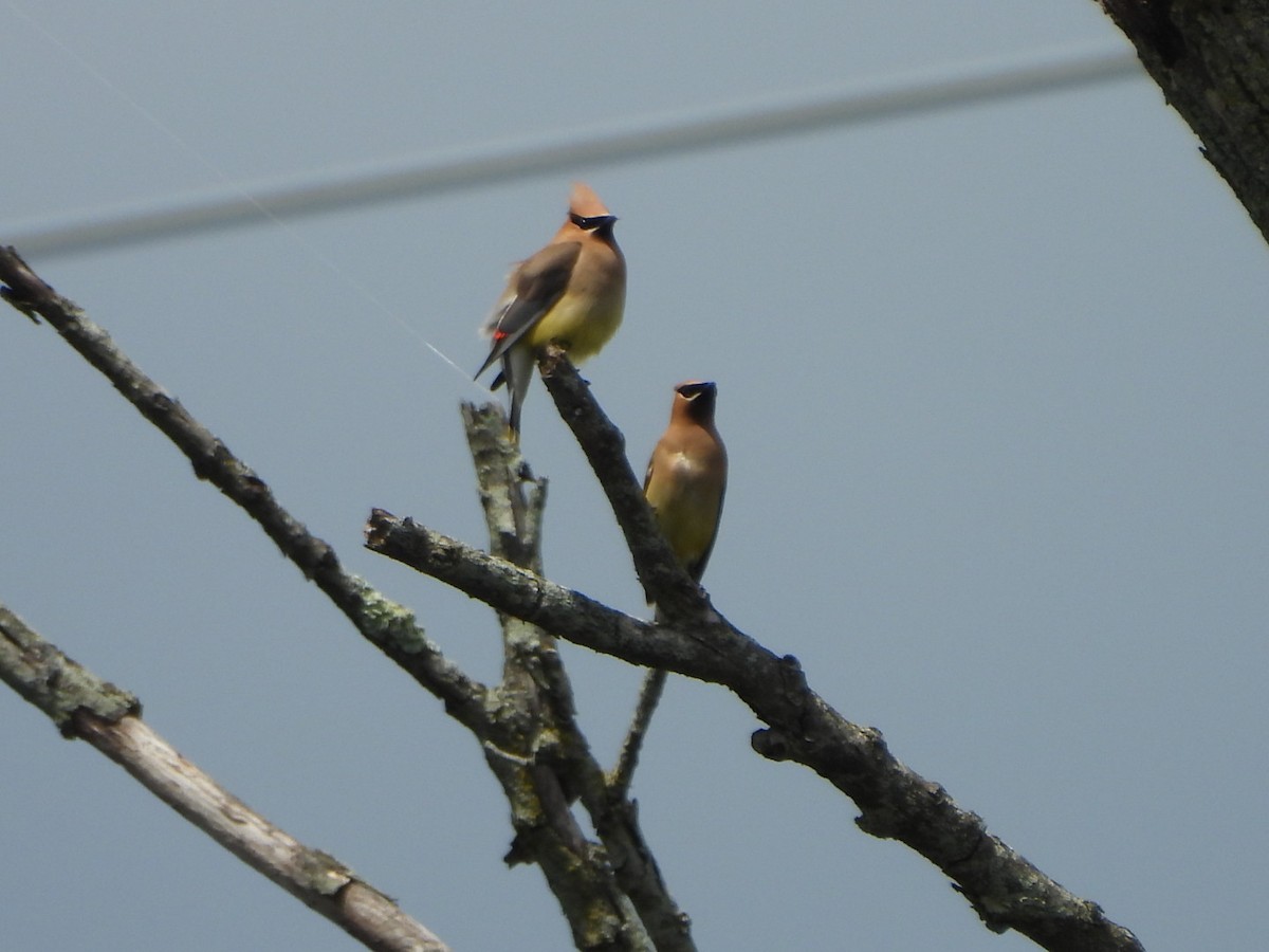 Cedar Waxwing - Connor Schmitt