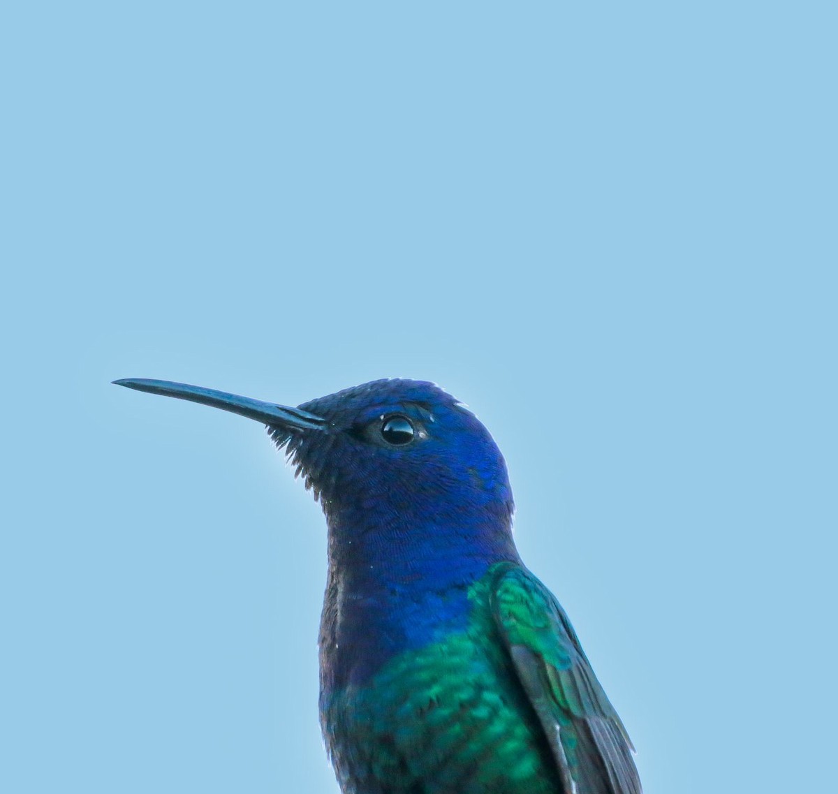 kolibřík vlaštovčí - ML622104203