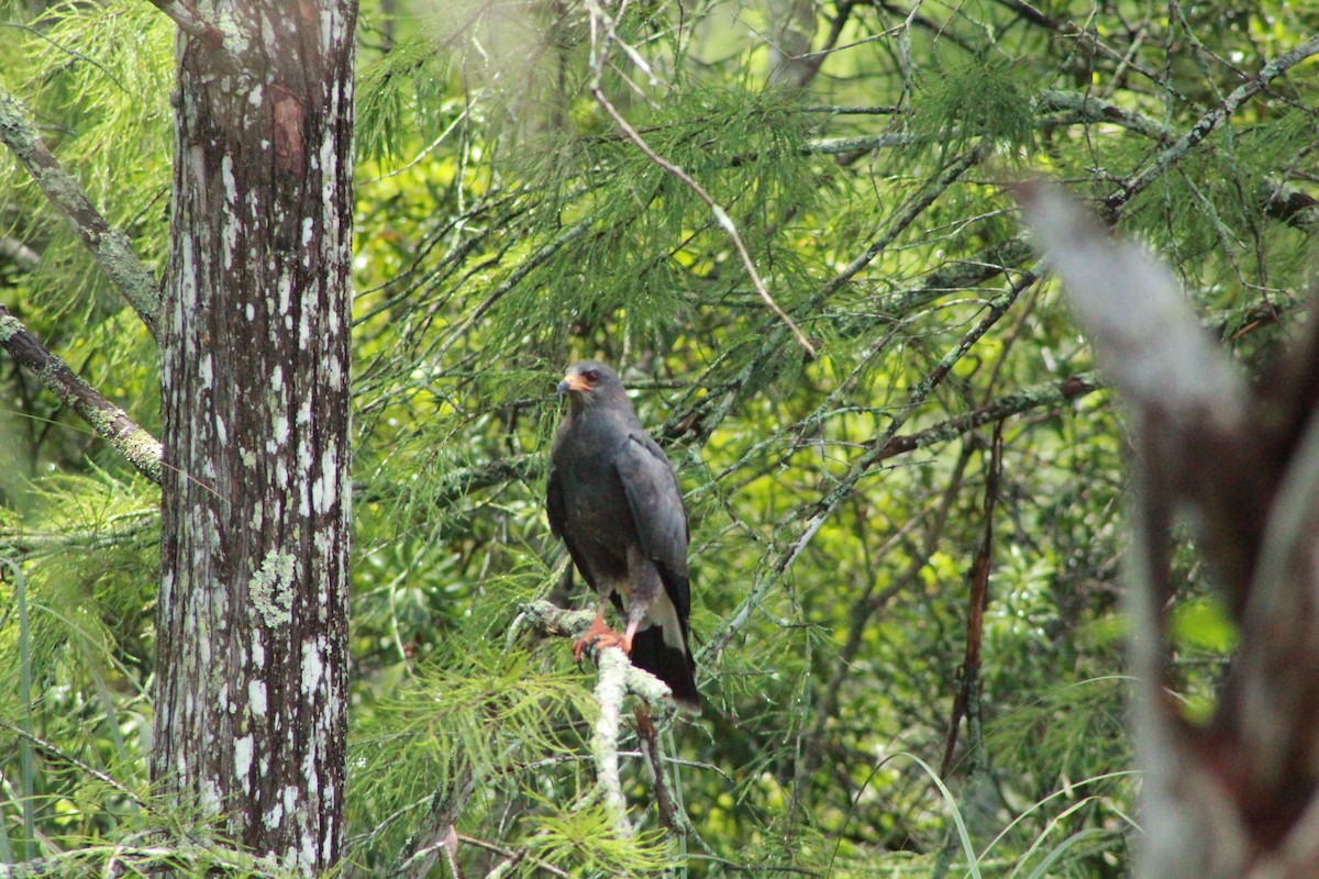 Snail Kite - ML622104209