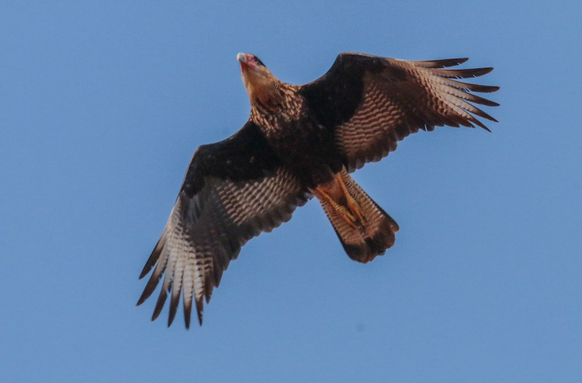 Crested Caracara - ML622104210