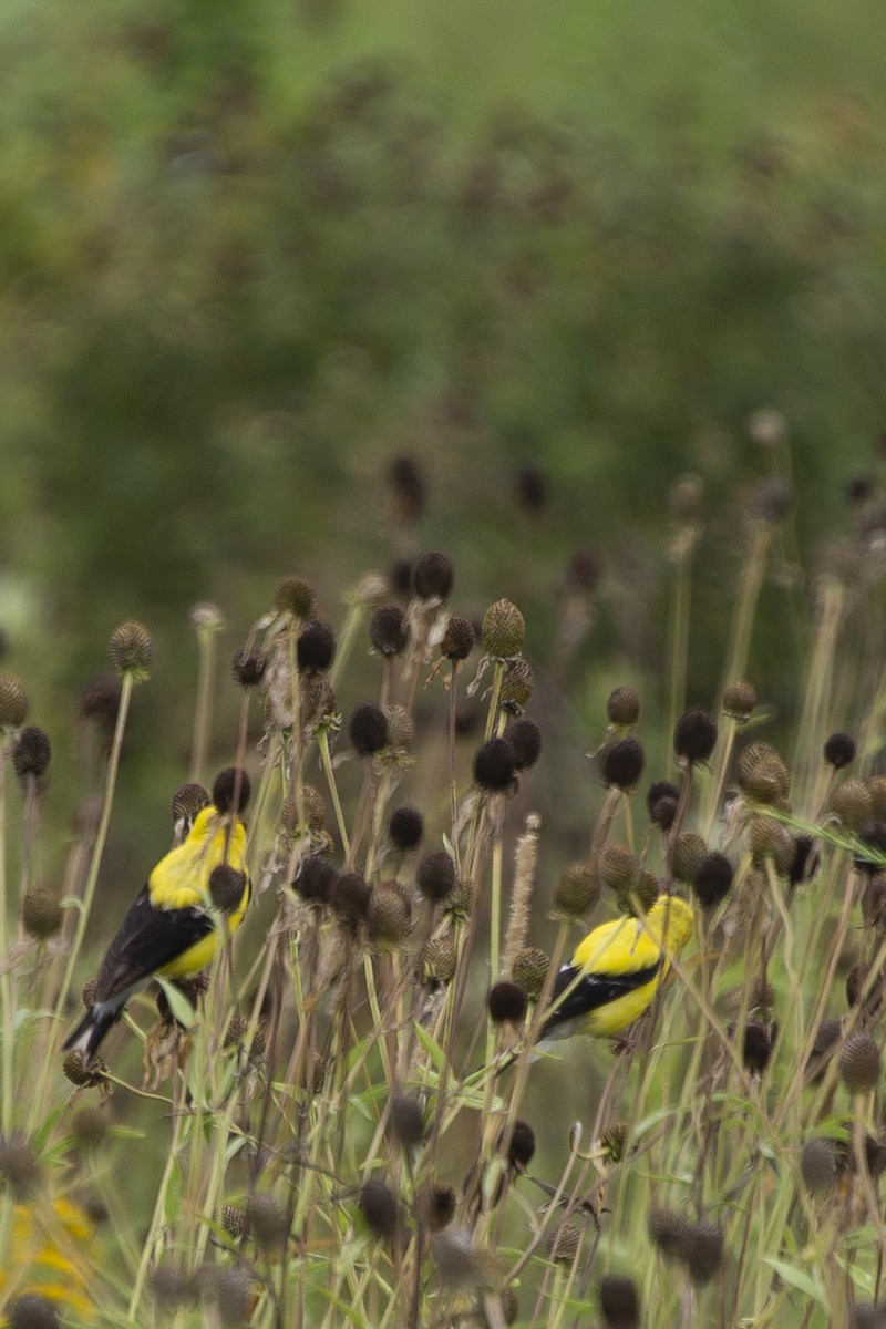 American Goldfinch - ML622104213