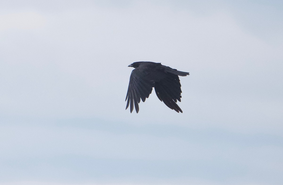 American Crow - Gautam Apte