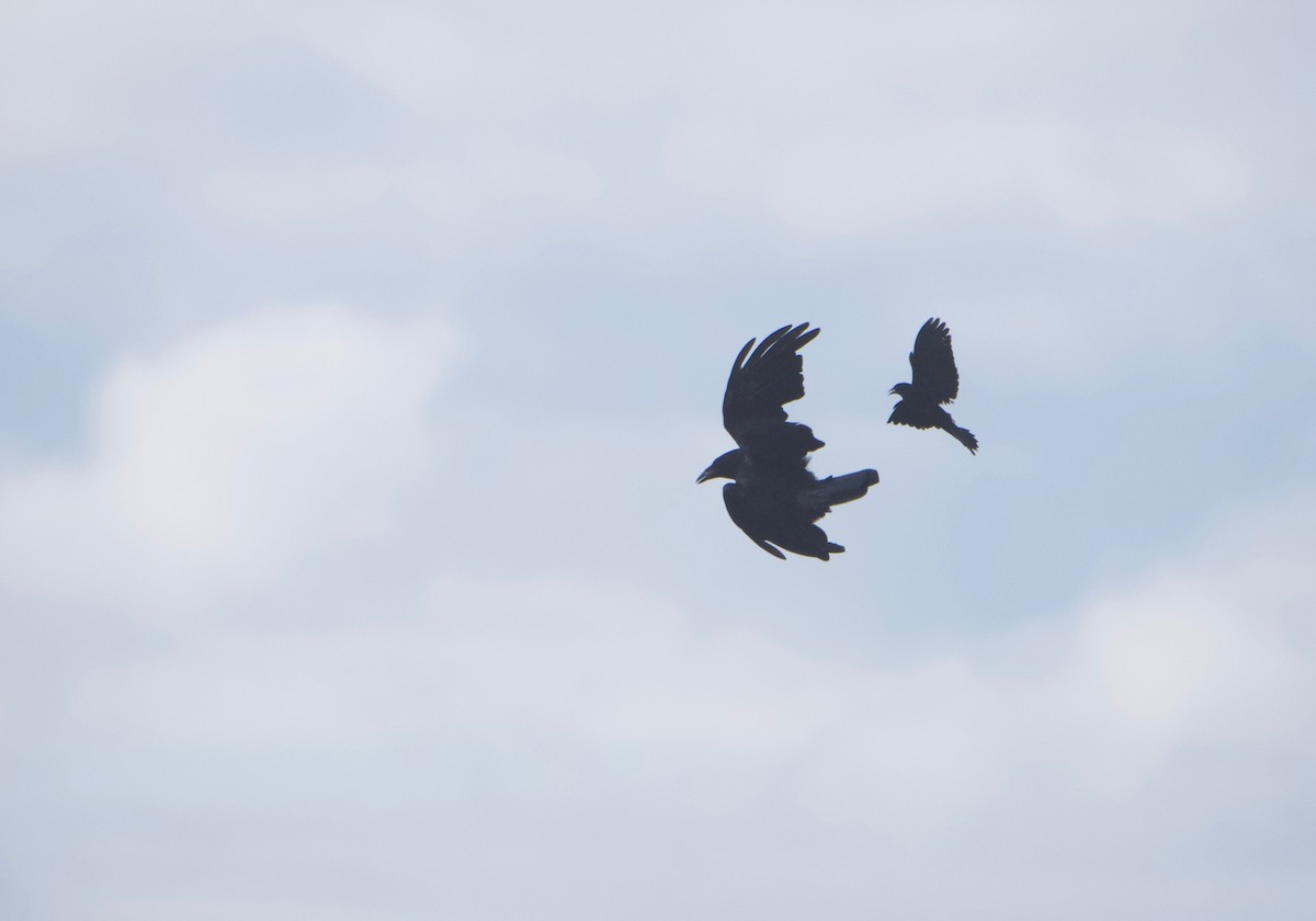 American Crow - ML622104215