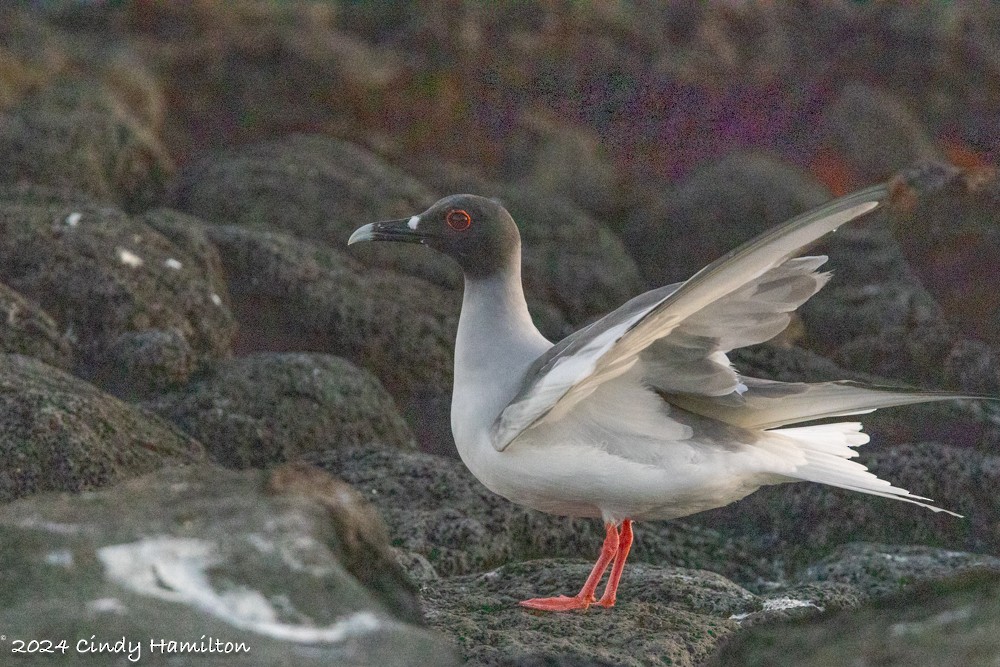 Swallow-tailed Gull - ML622104219
