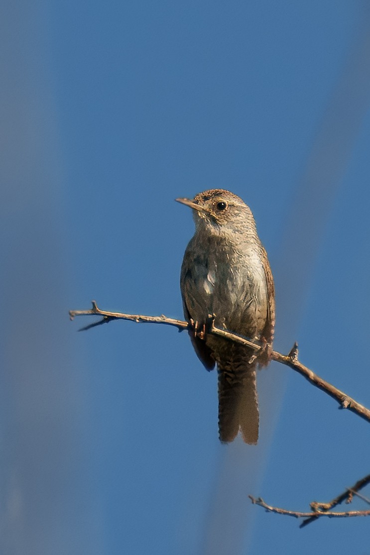 House Wren - ML622104222