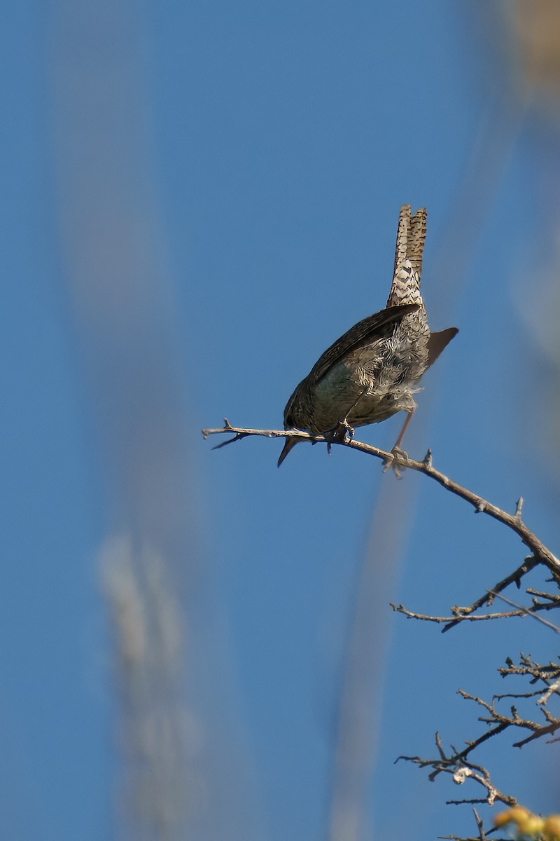 House Wren - ML622104223