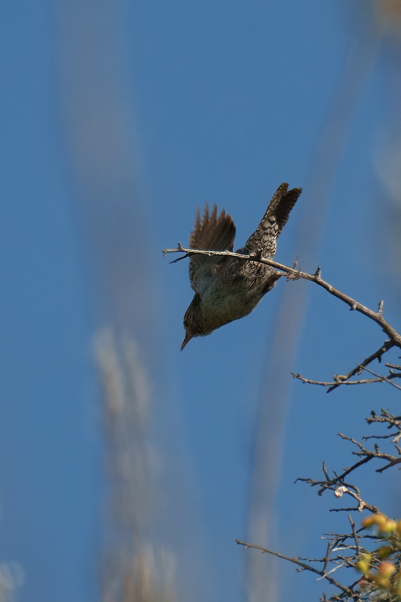 House Wren - ML622104224