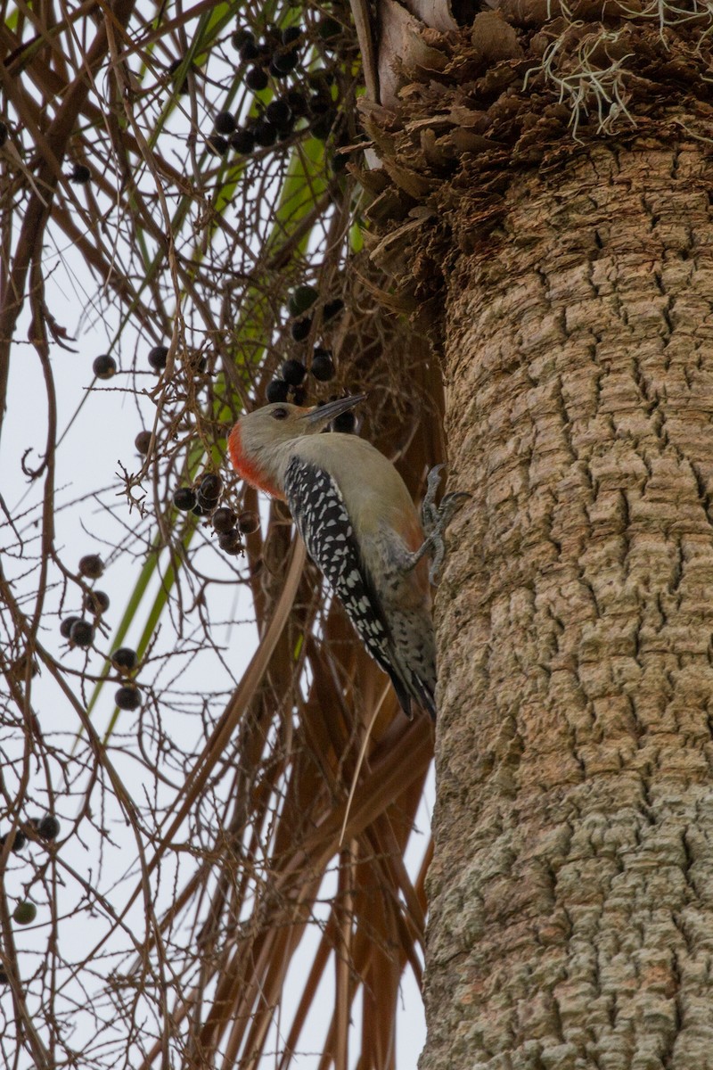 Red-bellied Woodpecker - ML622104225