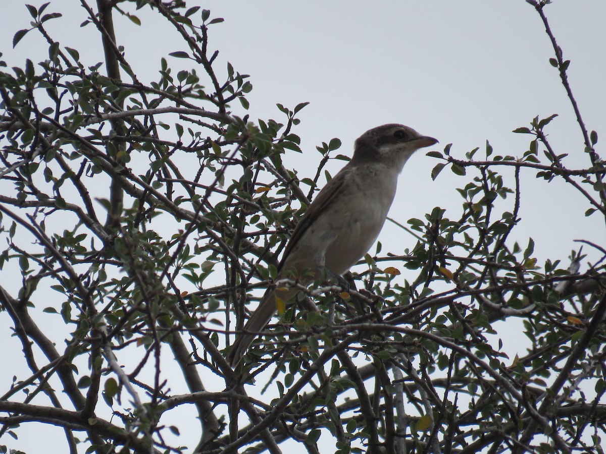 Red-backed Shrike - Shaheen Shalchi