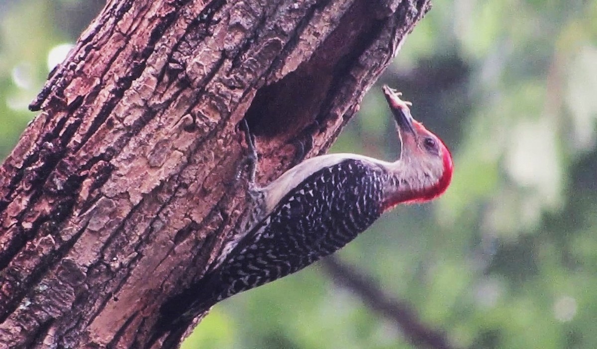 Red-bellied Woodpecker - ML622104229