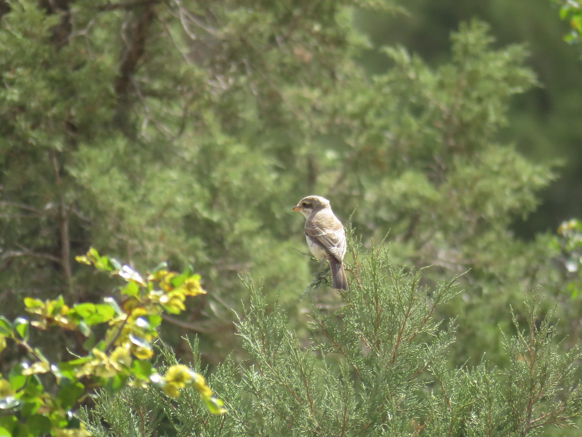 Red-backed Shrike - ML622104230