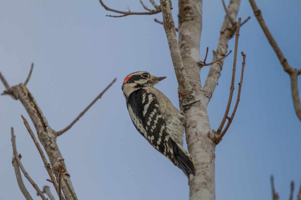 Downy Woodpecker - ML622104232