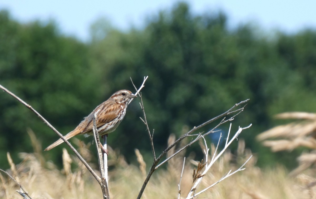 Song Sparrow - ML622104233