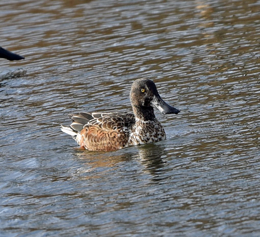 Northern Shoveler - Barbara Strobino