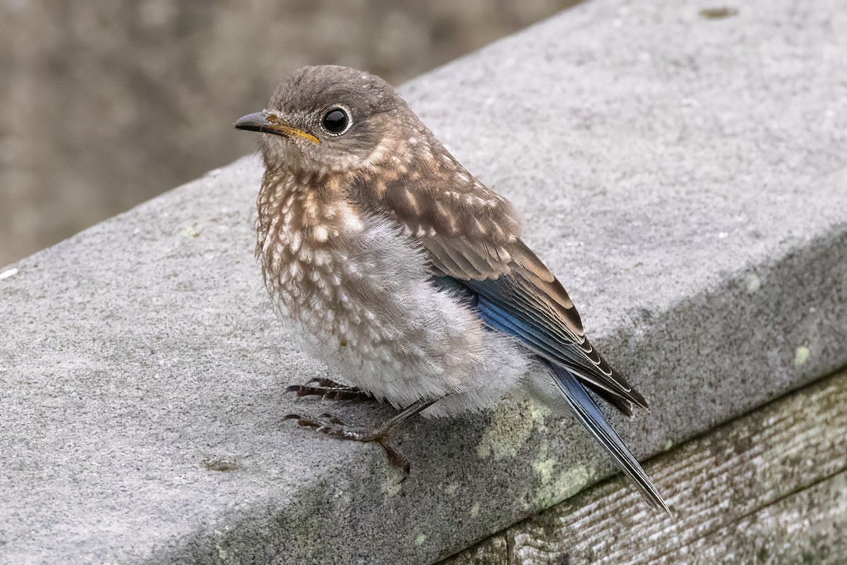 Eastern Bluebird - ML622104235