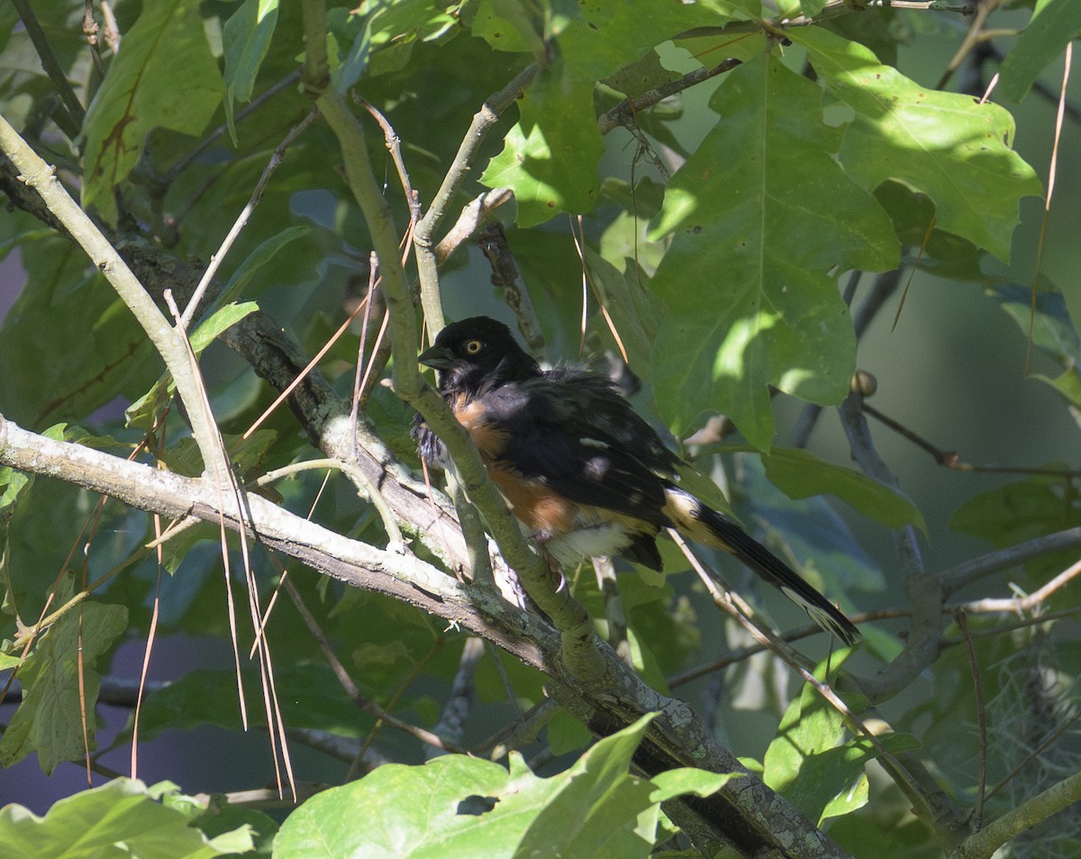 Eastern Towhee (White-eyed) - ML622104236