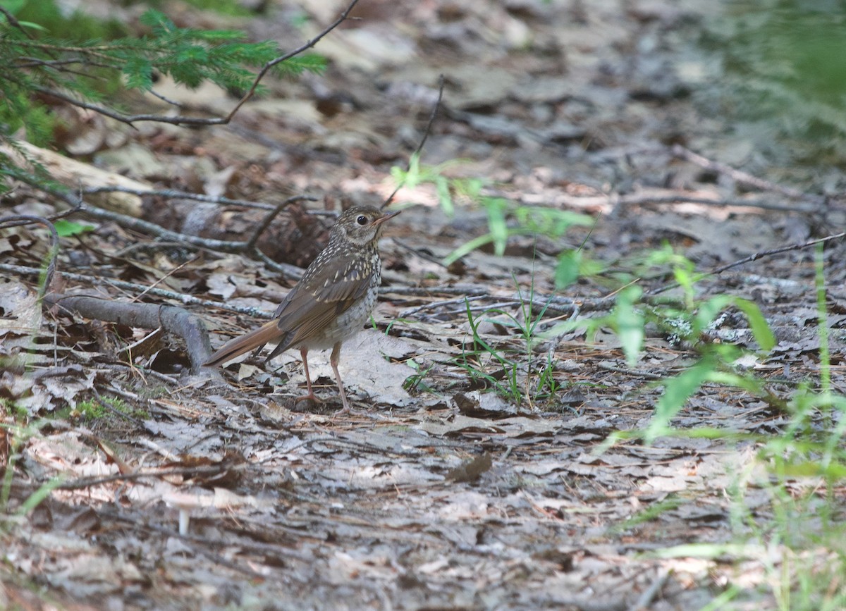 Hermit Thrush - ML622104237