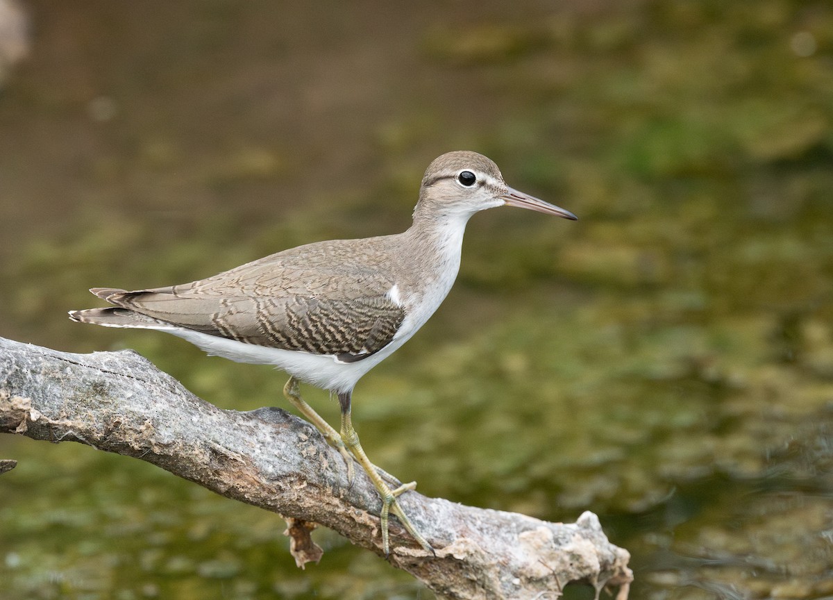 Spotted Sandpiper - ML622104238