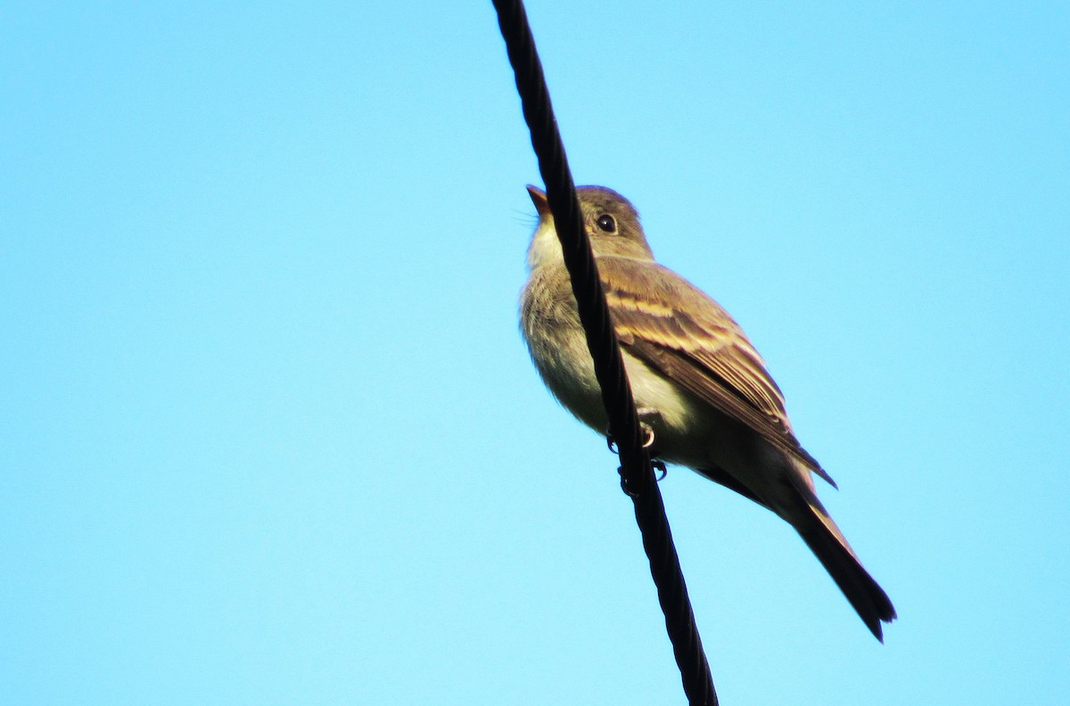 Eastern Wood-Pewee - ML622104239