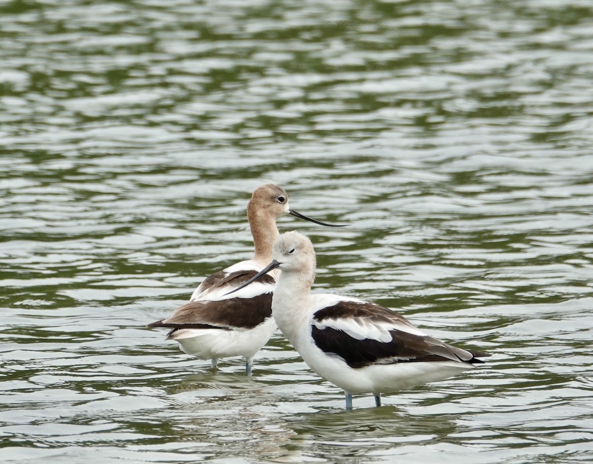 American Avocet - ML622104240