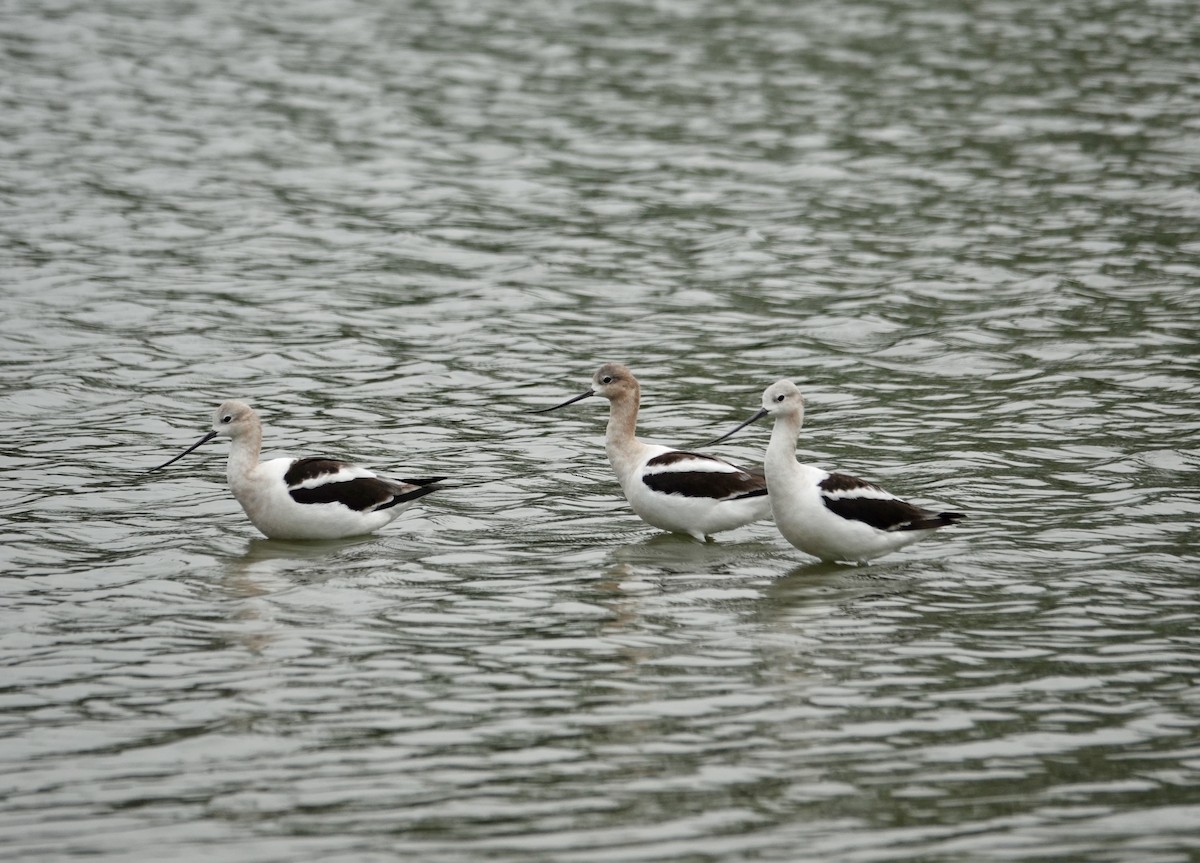 American Avocet - ML622104241