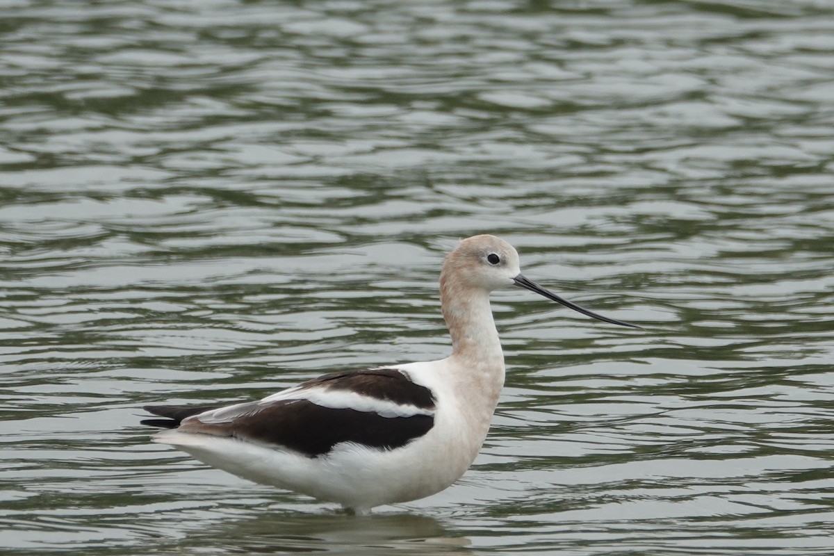 American Avocet - ML622104243