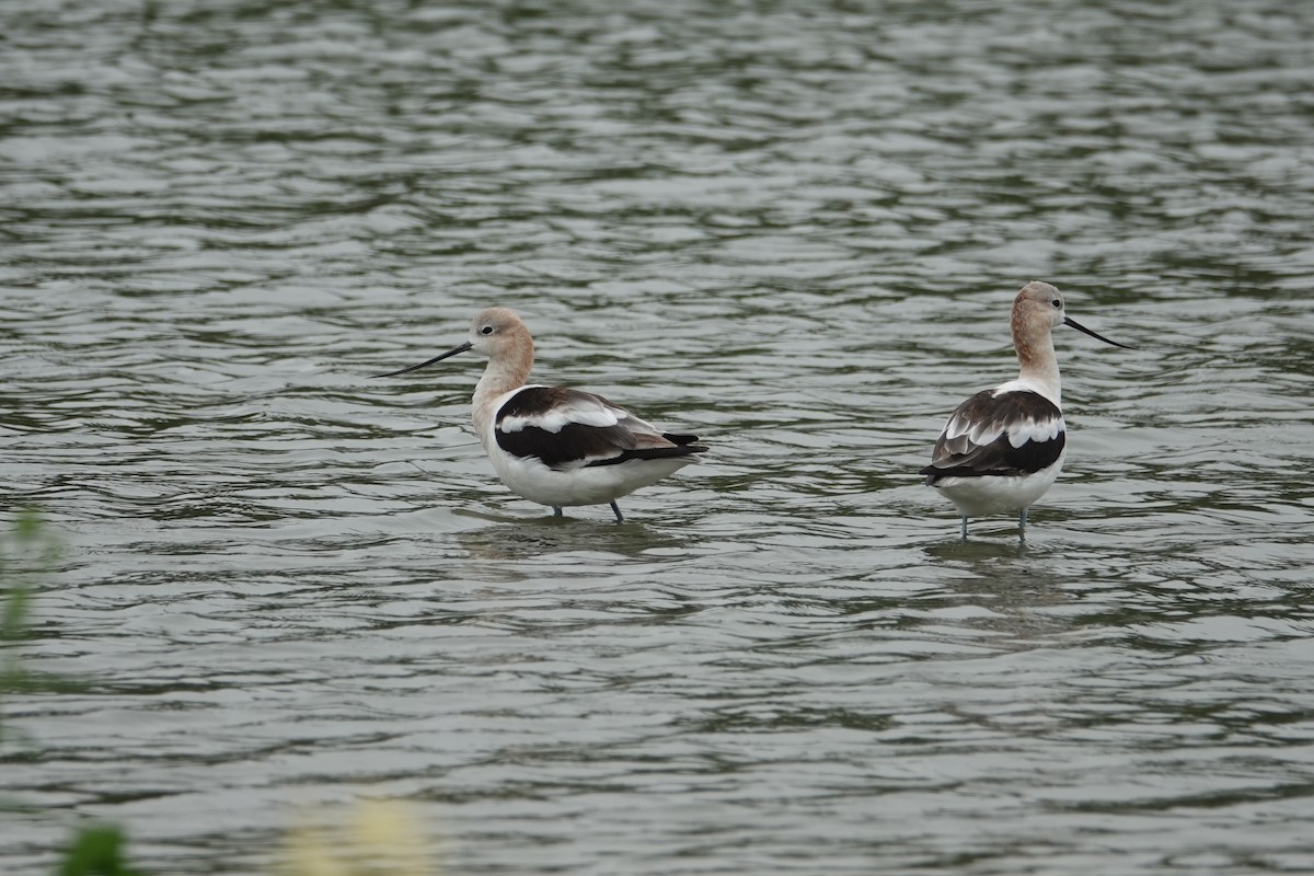 American Avocet - ML622104244