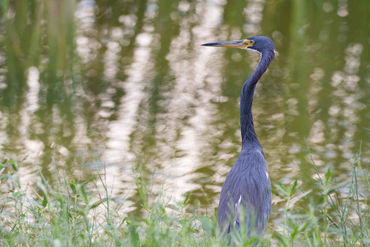 Tricolored Heron - ML622104245