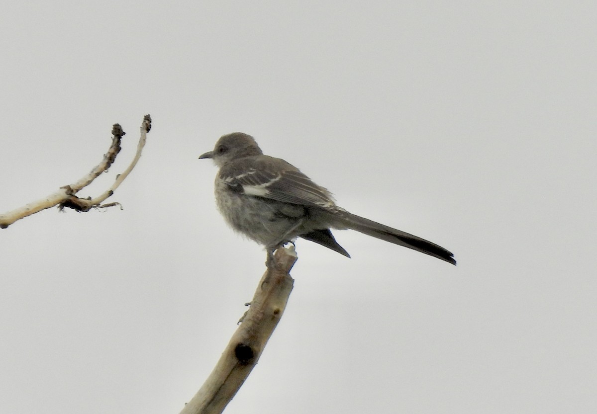 Northern Mockingbird - ML622104248