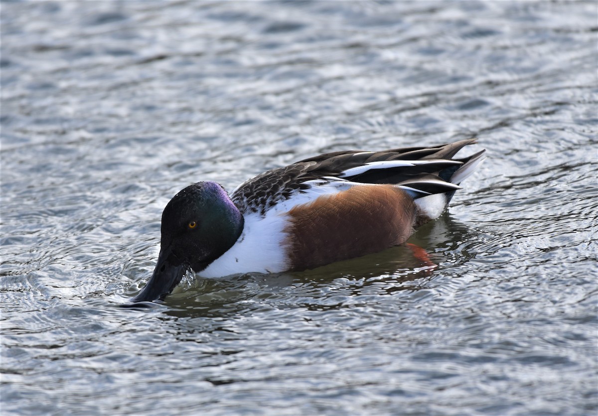 Northern Shoveler - ML622104249