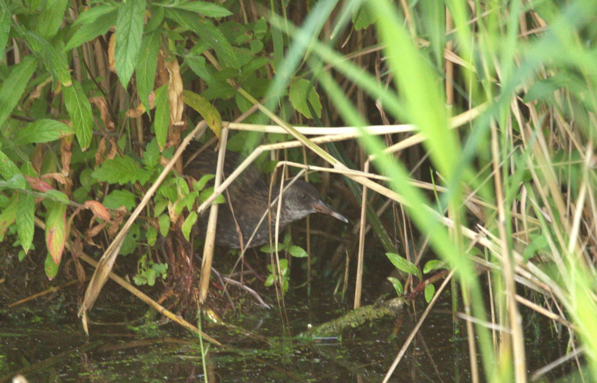 Water Rail - ML622104250