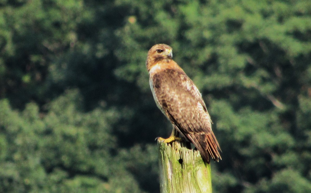 Red-tailed Hawk - ML622104252