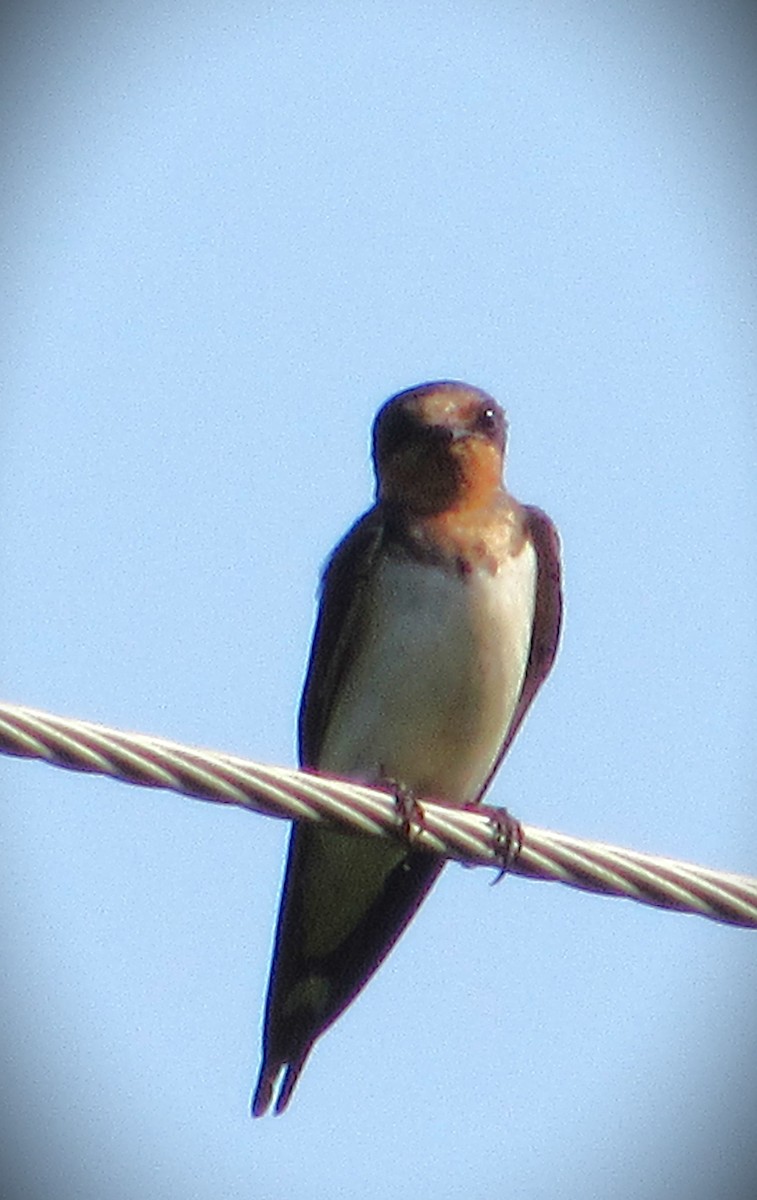 Barn Swallow - ML622104253