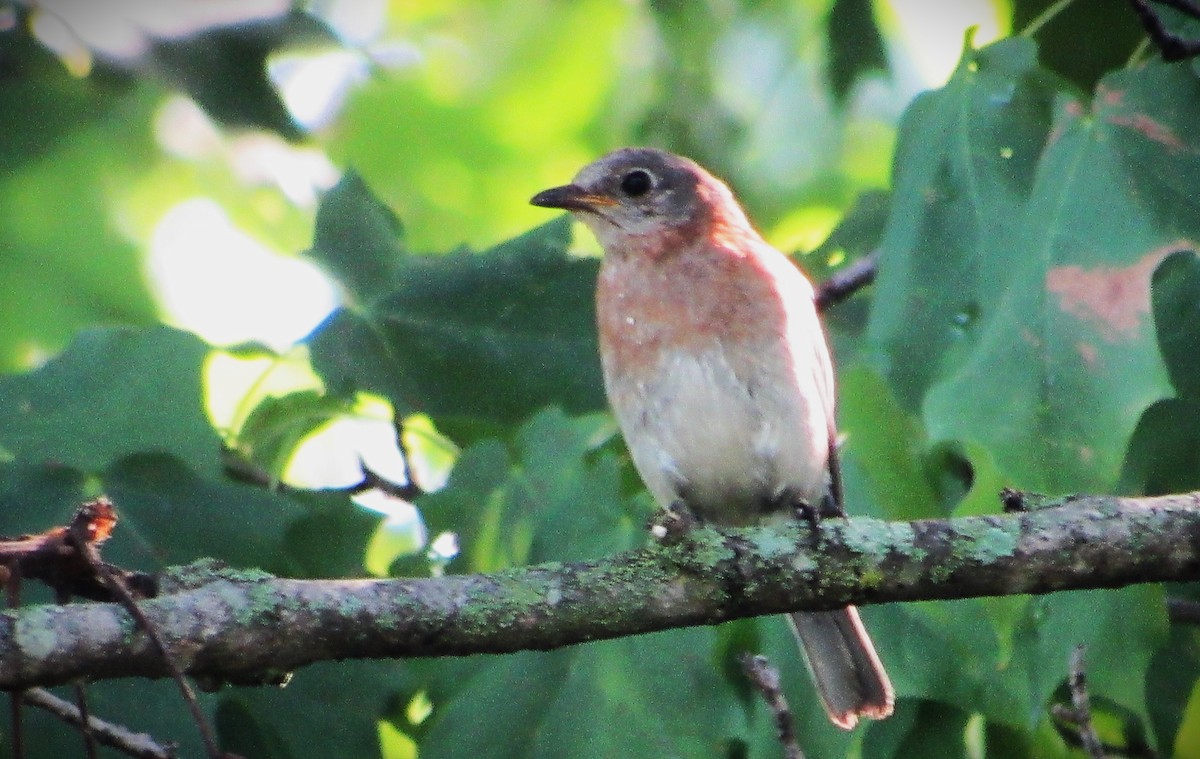 Eastern Bluebird - ML622104255