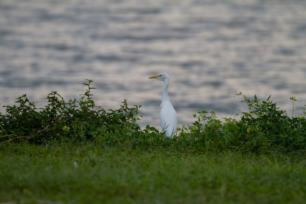 Western Cattle Egret - ML622104256