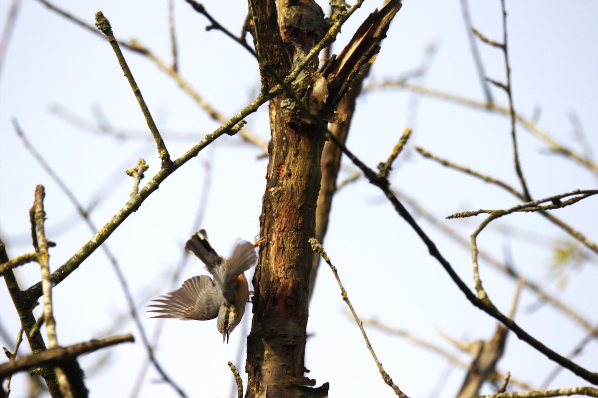 Eurasian Nuthatch - ML622104257