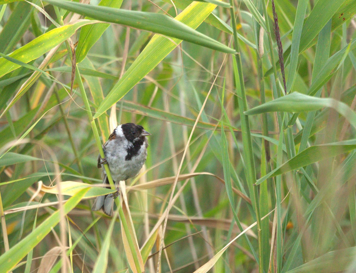 Reed Bunting - ML622104260