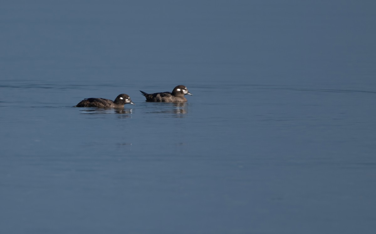 Harlequin Duck - ML622104265