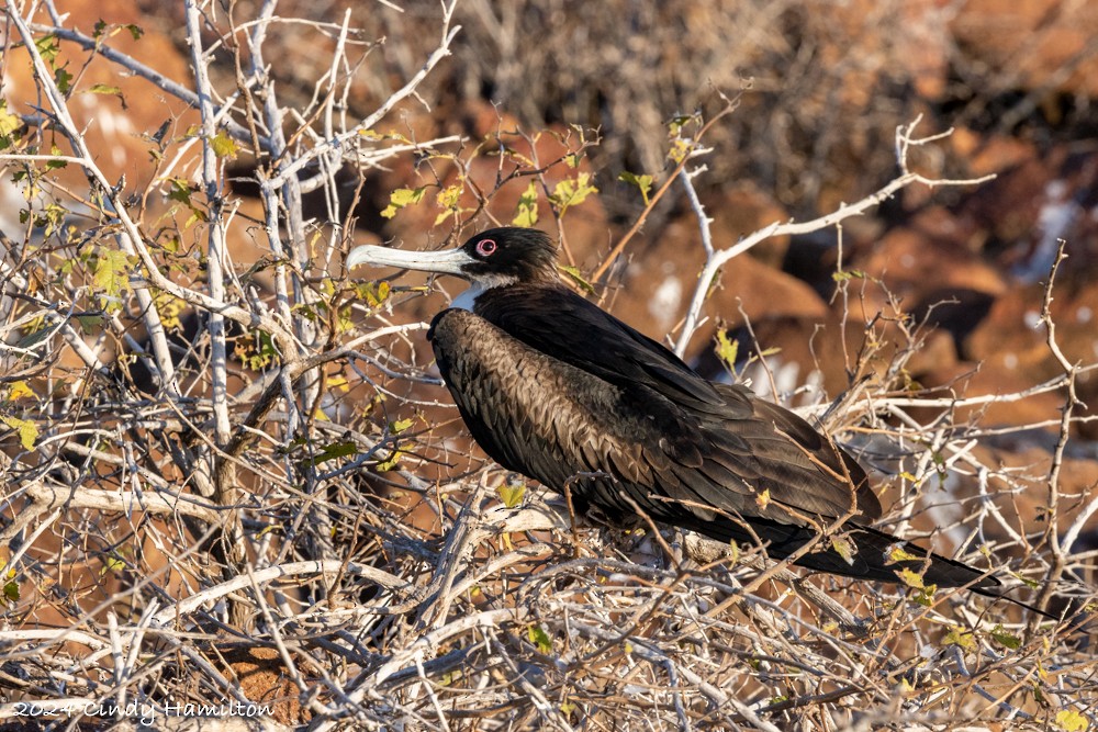 Bindenfregattvogel - ML622104269