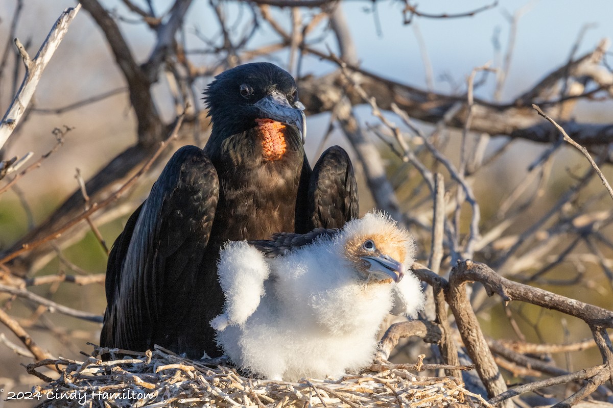 Great Frigatebird - ML622104270