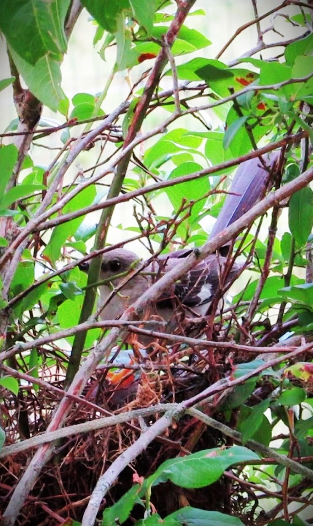 Northern Mockingbird - ML622104272