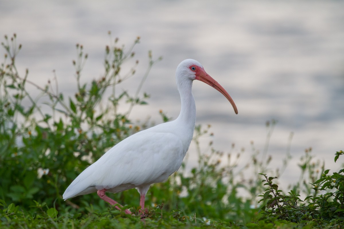 Ibis blanc - ML622104273