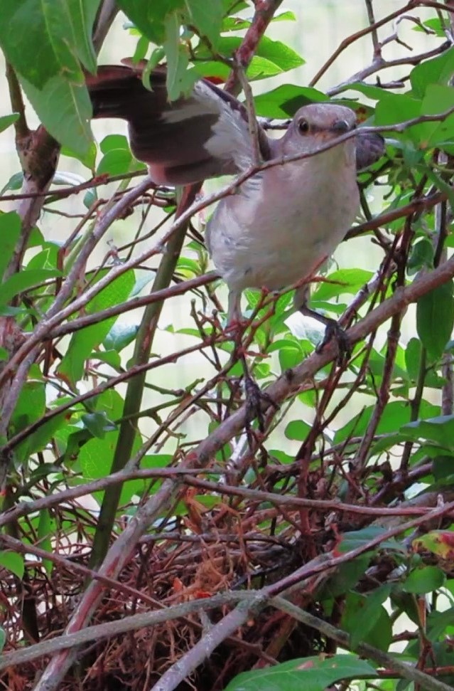 Northern Mockingbird - ML622104275